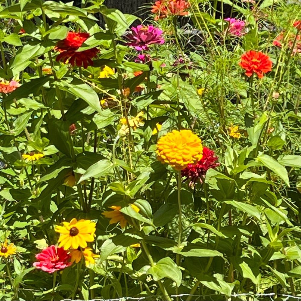 Meet your Posher, Denise